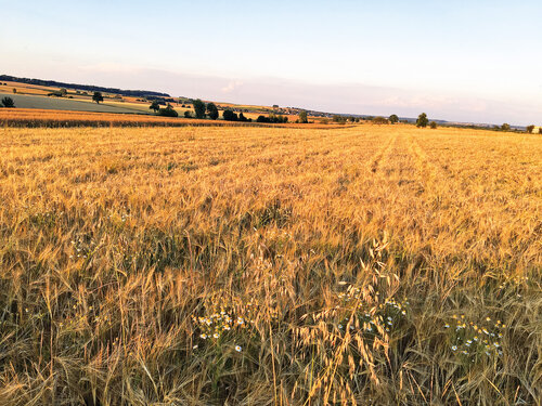 Berg Brauerei Regional Gerste, Linsen, Bio-Öko