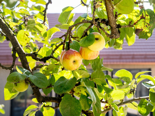 BierGartenHaus Äpfel an Bäumen